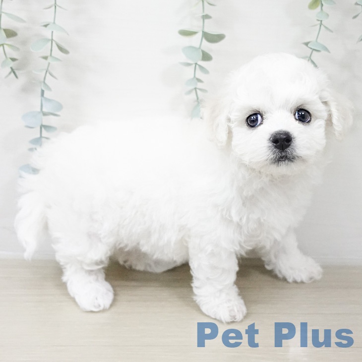 神奈川県のビションフリーゼ (ペットプラス モザイクモール港北店/2026年2月16日生まれ/女の子/ホワイト)の子犬の1枚目の画像
