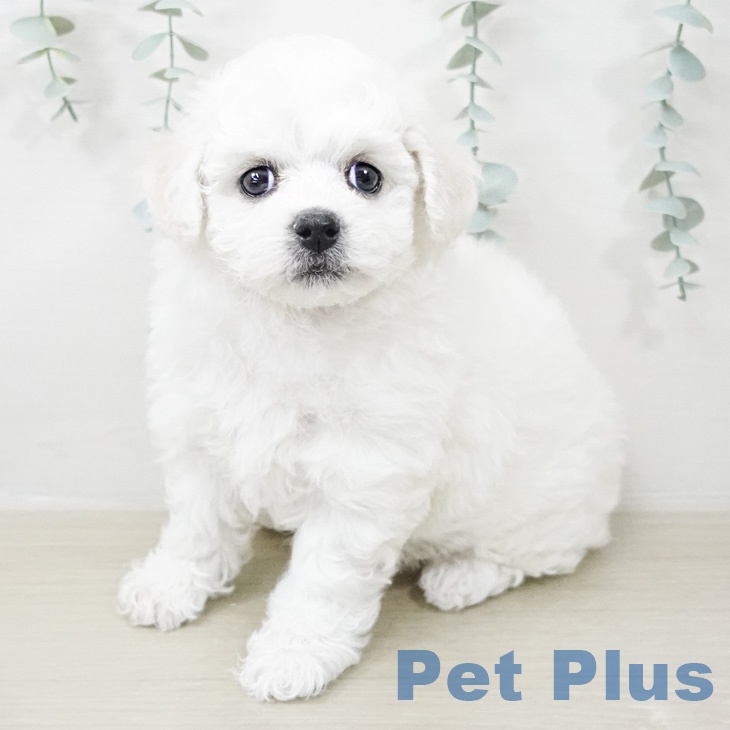神奈川県のビションフリーゼ (ペットプラス モザイクモール港北店/2026年2月16日生まれ/女の子/ホワイト)の子犬の2枚目の画像