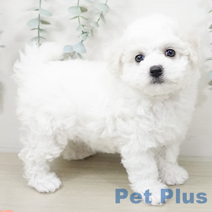 ビション・フリーゼの写真2