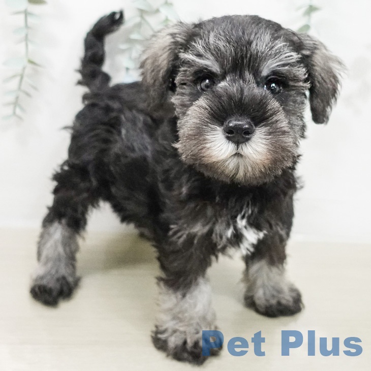 ミニチュア・シュナウザー