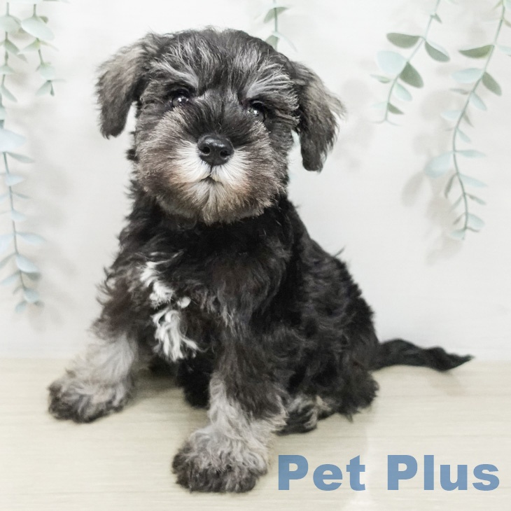 ミニチュア・シュナウザーの写真2