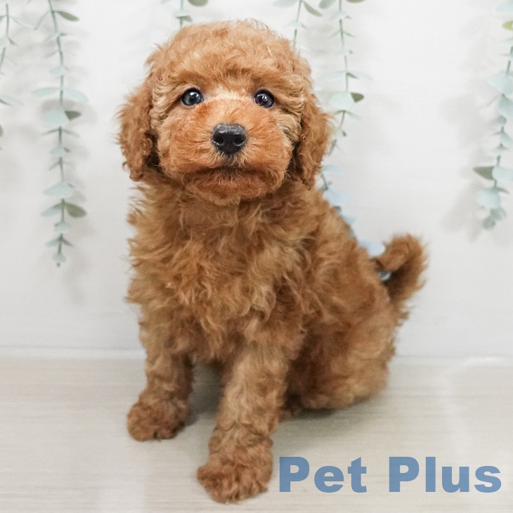 トイ・プードル