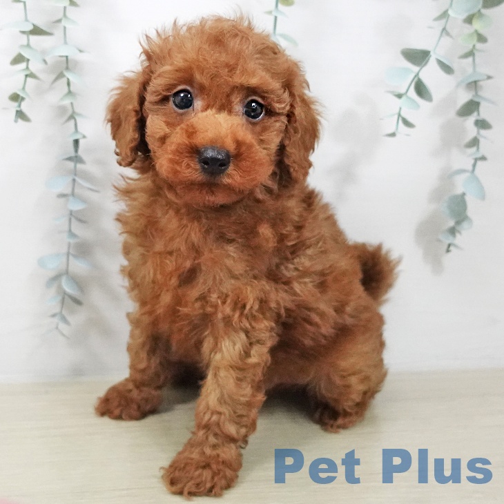 トイ・プードル