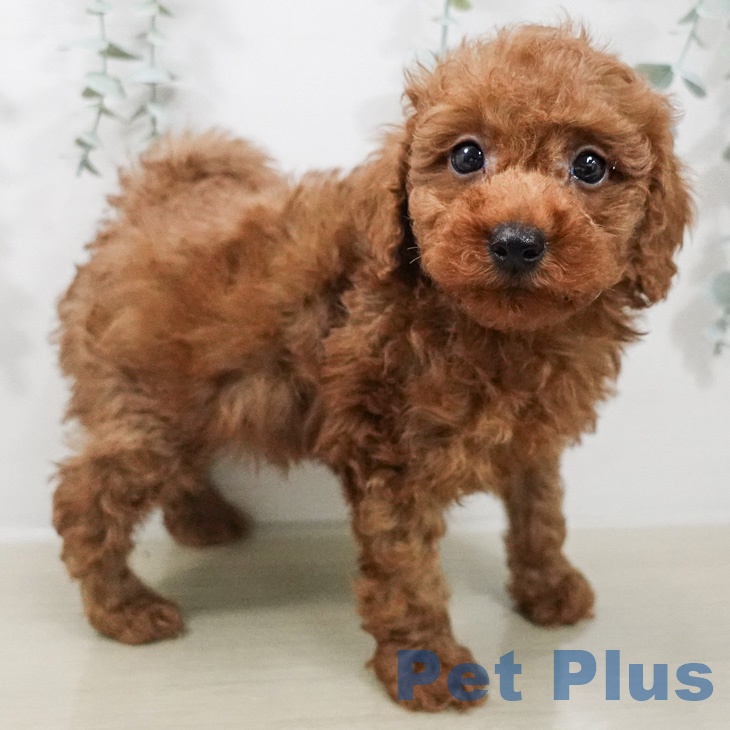 トイ・プードルの写真2