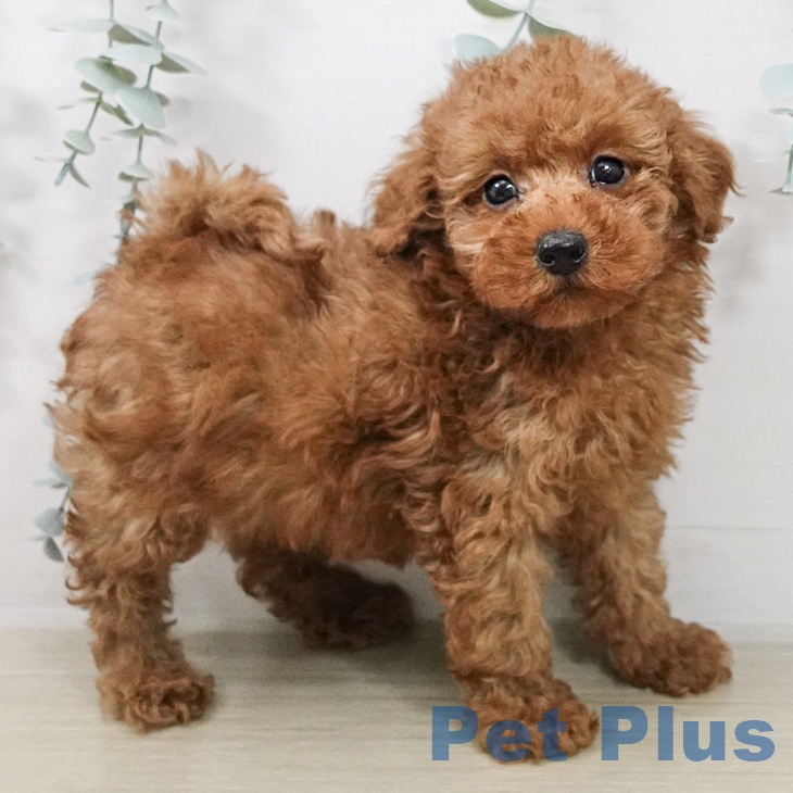 トイ・プードルの写真2