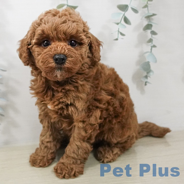 トイ・プードル