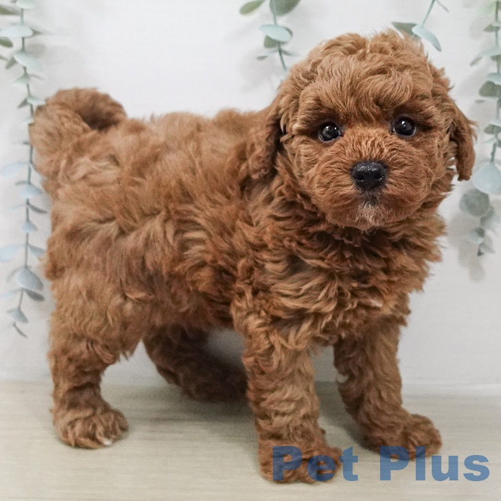 トイ・プードルの写真2