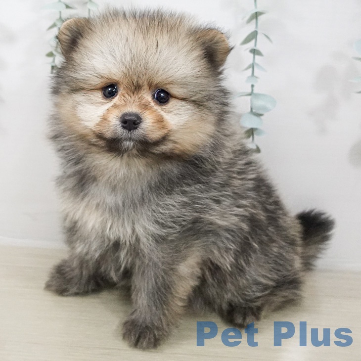 ポメラニアンの写真2