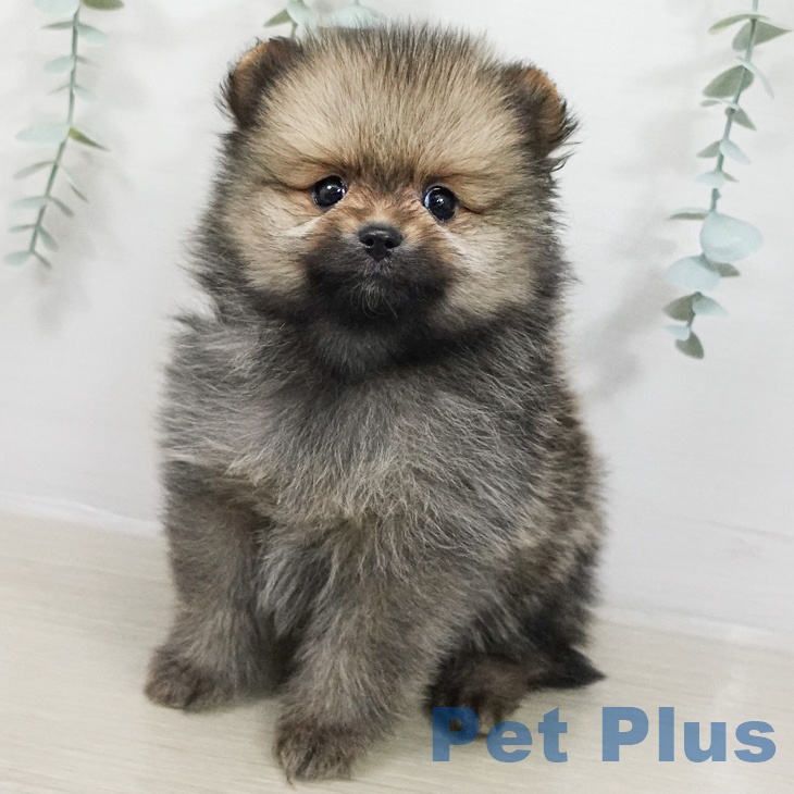 ポメラニアンの写真2