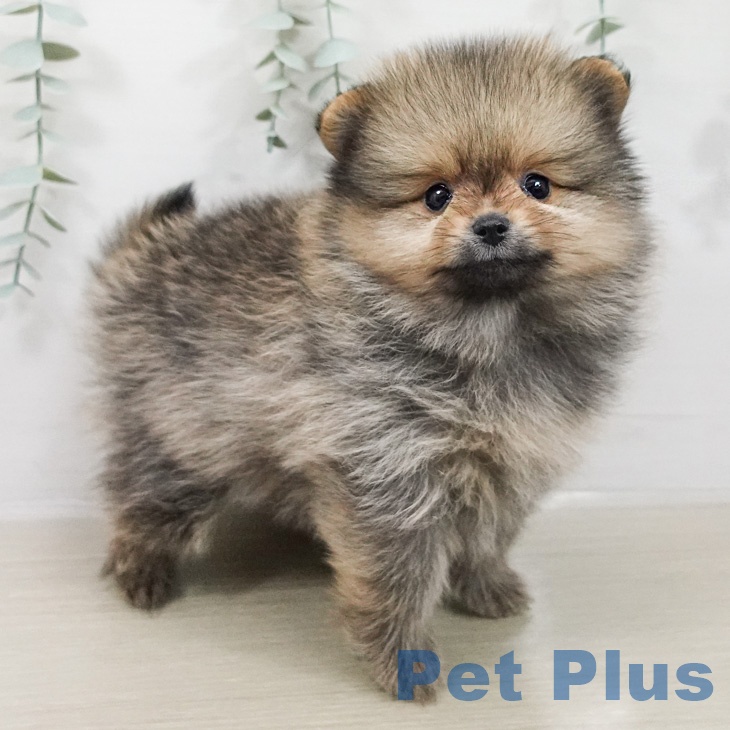 ポメラニアンの写真2