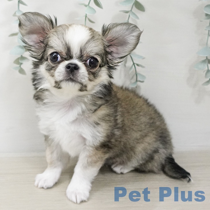 神奈川県のチワワ(ロング) (ペットプラス テラスモール湘南店/2026年2月4日生まれ/女の子/フォーンホワイト)の子犬の1枚目の画像