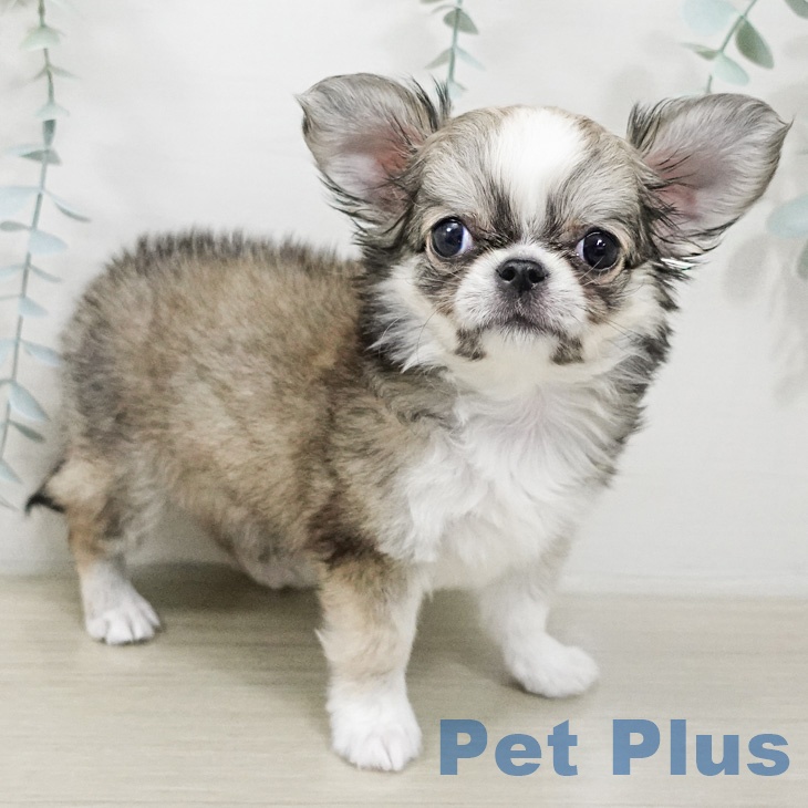 神奈川県のチワワ(ロング) (ペットプラス テラスモール湘南店/2026年2月4日生まれ/女の子/フォーンホワイト)の子犬の2枚目の画像