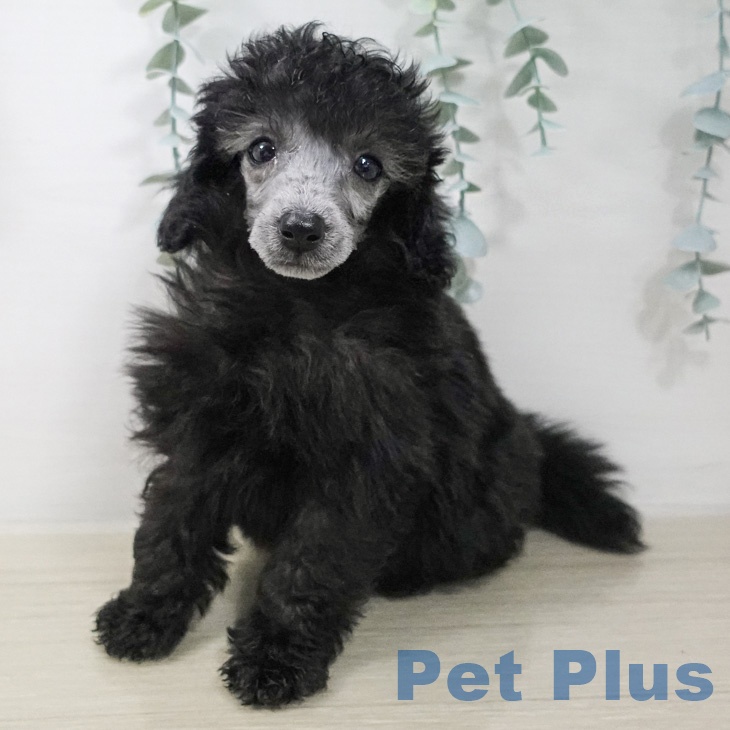 トイ・プードル