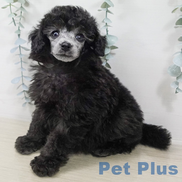 トイ・プードル