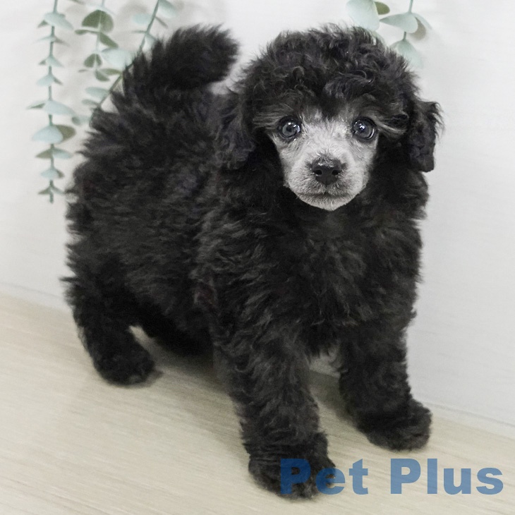 トイ・プードルの写真2