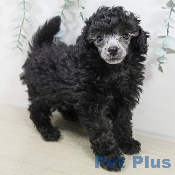 トイ・プードルの写真2