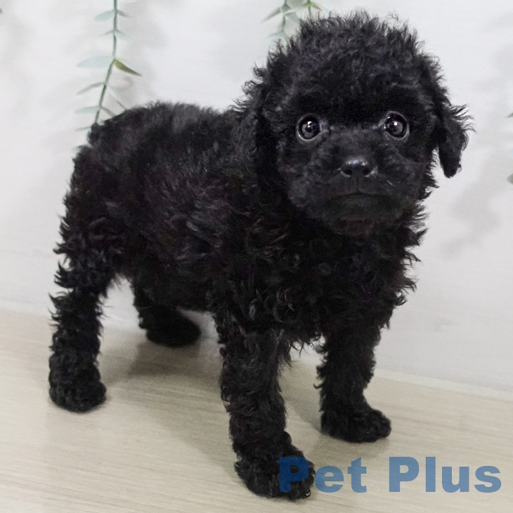 トイ・プードルの写真2