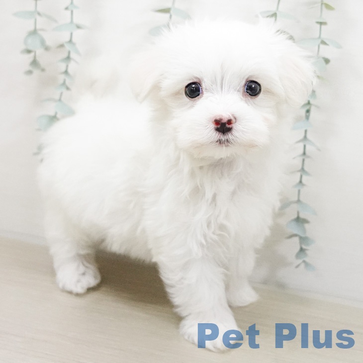 マルチーズの写真2