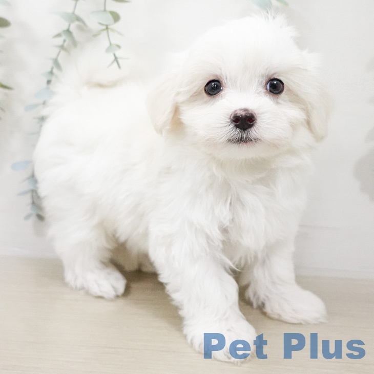 マルチーズの写真2