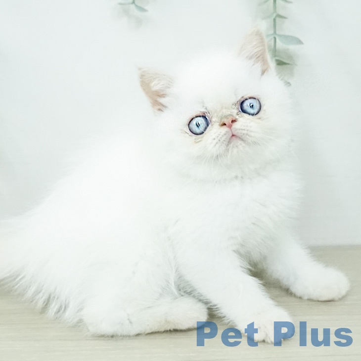 エキゾチックの写真2