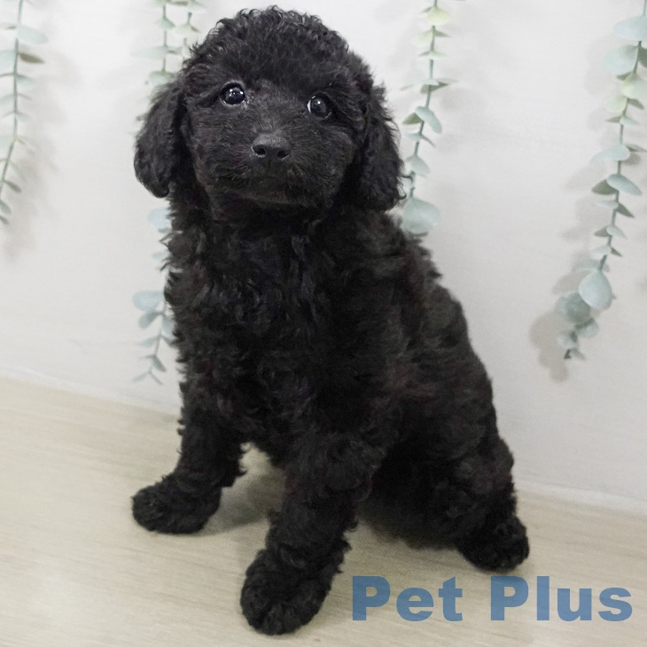 トイ・プードル