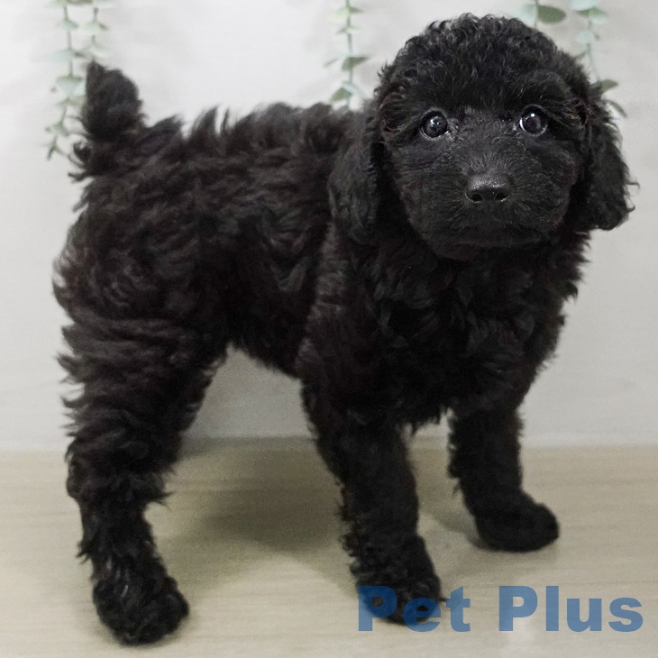 トイ・プードルの写真2