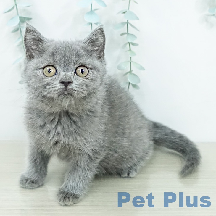 ブリティッシュショートヘア