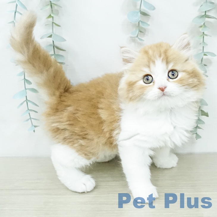 スコティッシュフォールド