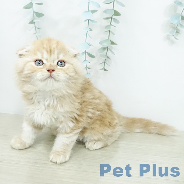 スコティッシュフォールド