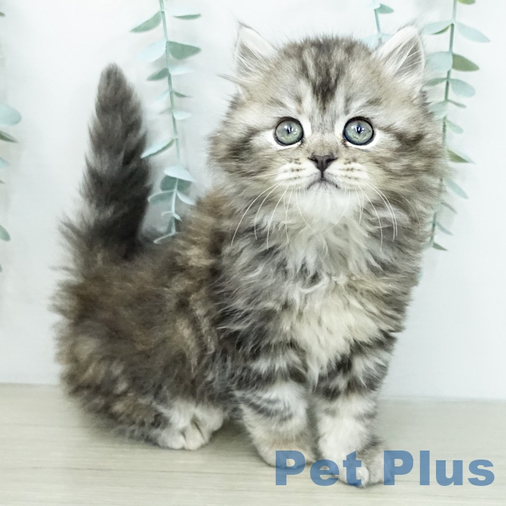 スコティッシュフォールドの写真2