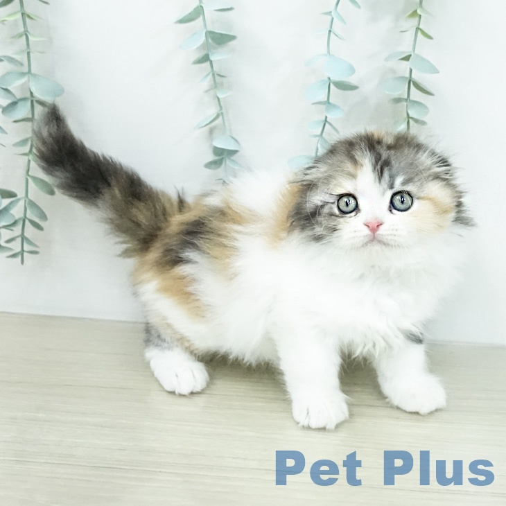 スコティッシュフォールドの写真2