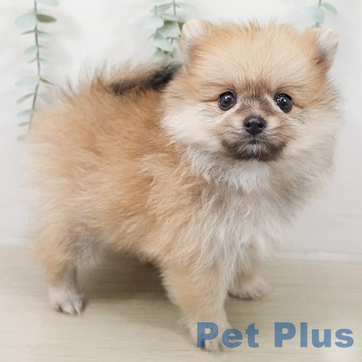 ポメラニアンの写真2
