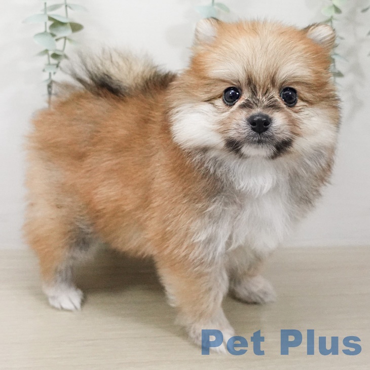 ポメラニアンの写真2