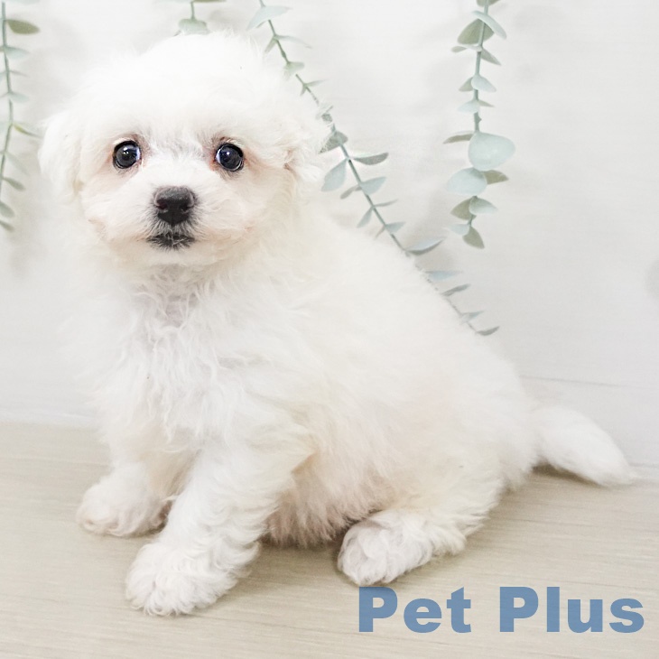 ビション・フリーゼ