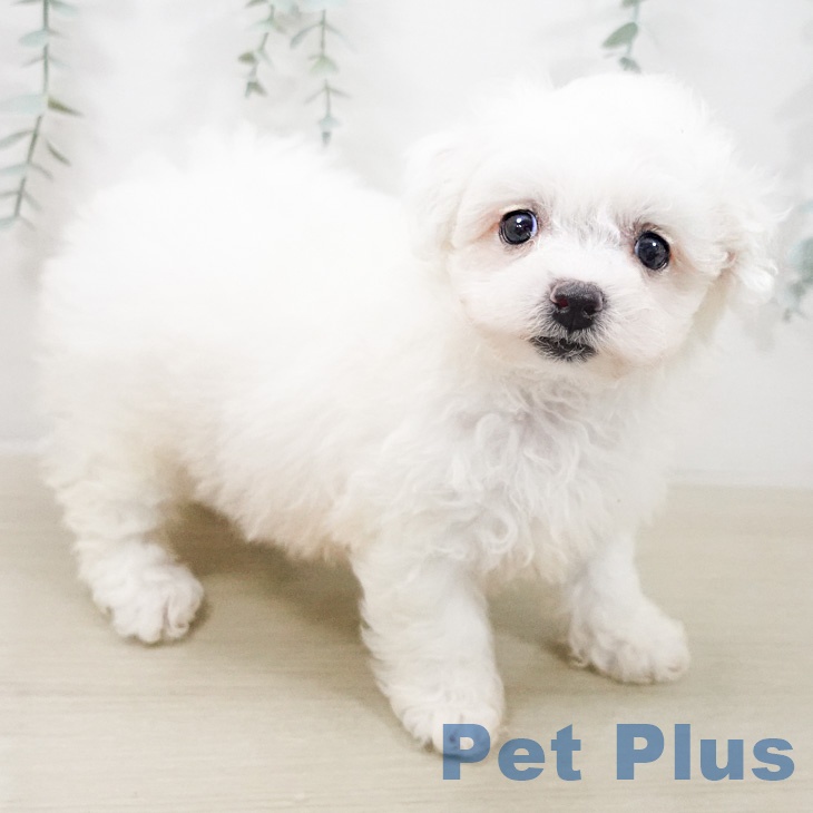 ビション・フリーゼの写真2