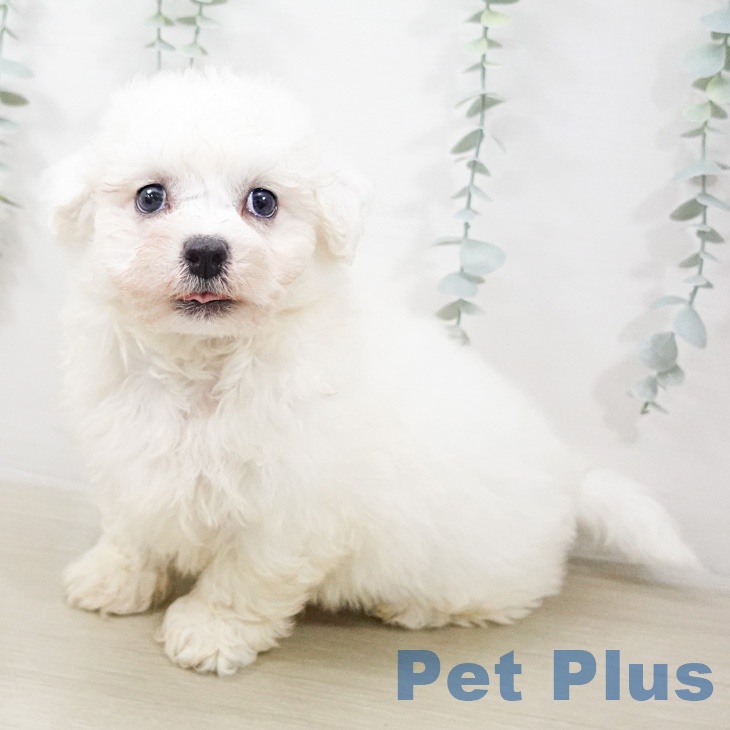 ビション・フリーゼの写真2