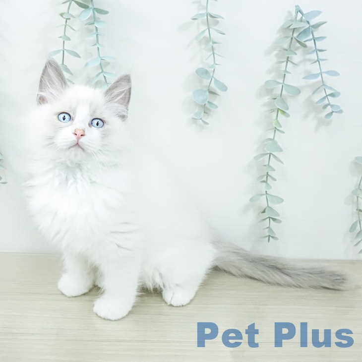 茨城県のラグドール (ペットプラス つくば店/2026年2月10日生まれ/男の子/ブルーポイントバイカラー)の子猫の1枚目の画像