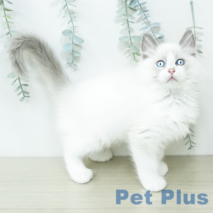 茨城県のラグドール (ペットプラス つくば店/2026年2月10日生まれ/男の子/ブルーポイントバイカラー)の子猫の2枚目の画像