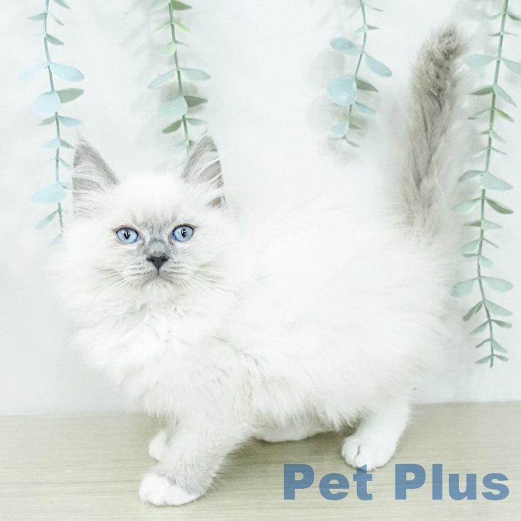 千葉県のラグドール (ペットプラス 幕張新都心店/2026年2月10日生まれ/女の子/ブルーポイントミテッド)の子猫の1枚目の画像
