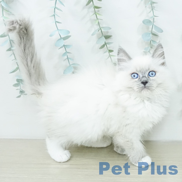 千葉県のラグドール (ペットプラス 幕張新都心店/2026年2月10日生まれ/女の子/ブルーポイントミテッド)の子猫の2枚目の画像