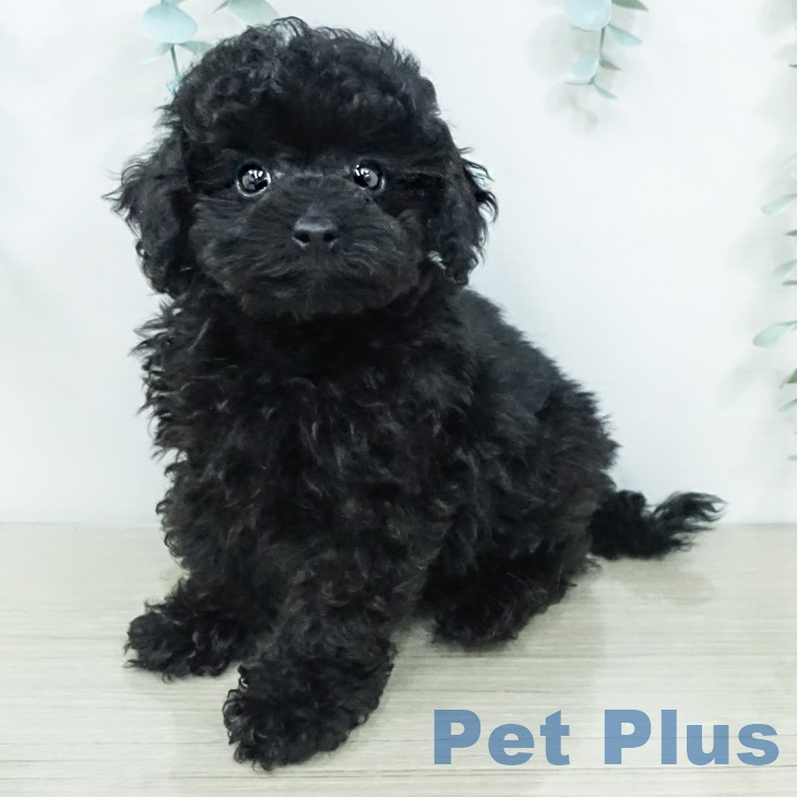 トイ・プードル