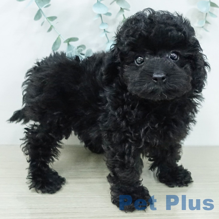 トイ・プードルの写真2