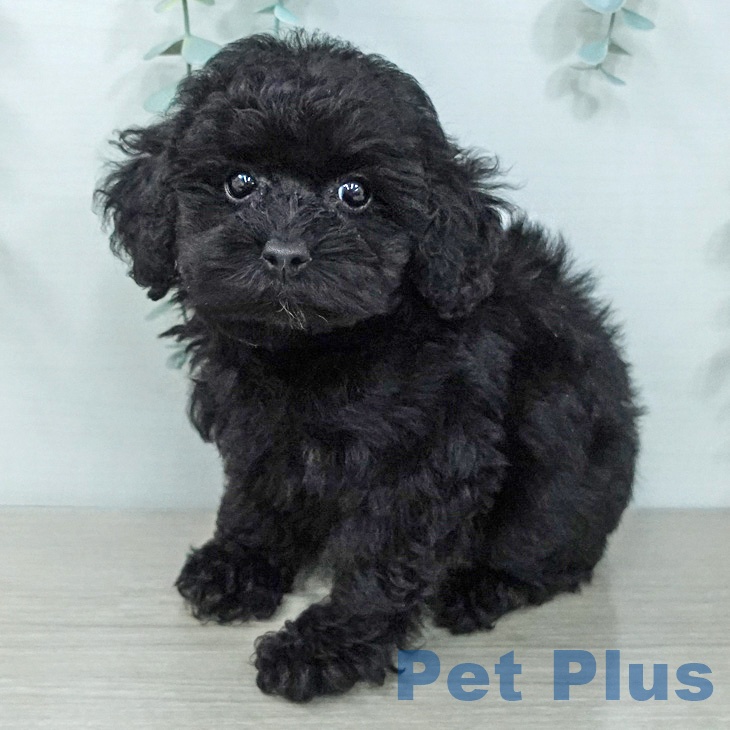 トイ・プードル