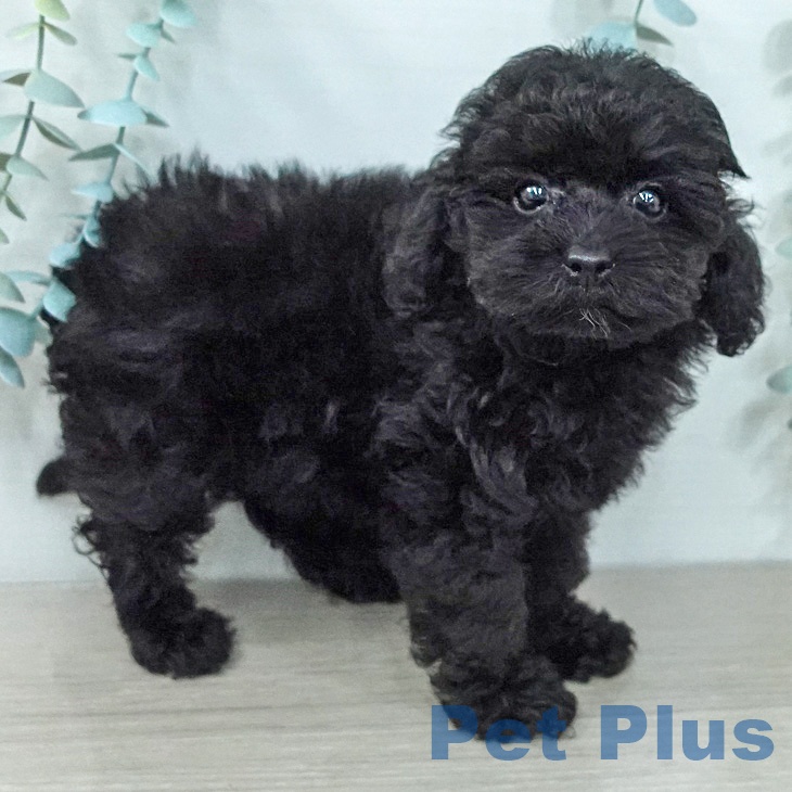 トイ・プードルの写真2