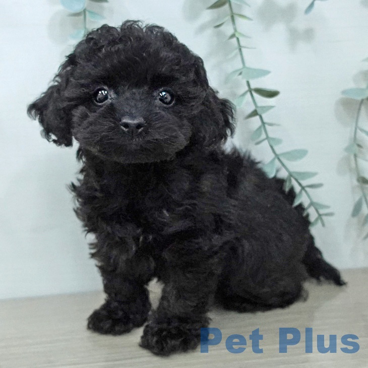 トイ・プードル