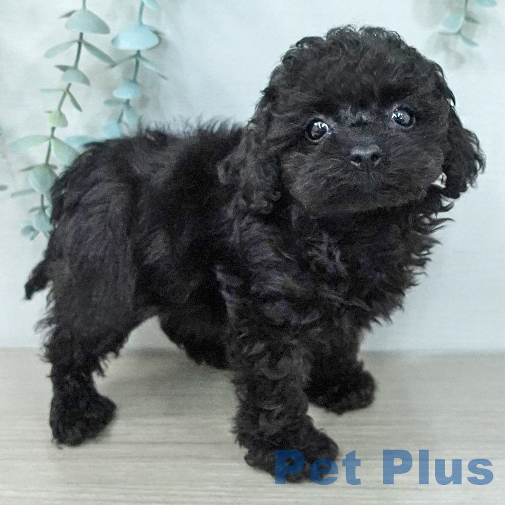 トイ・プードルの写真2