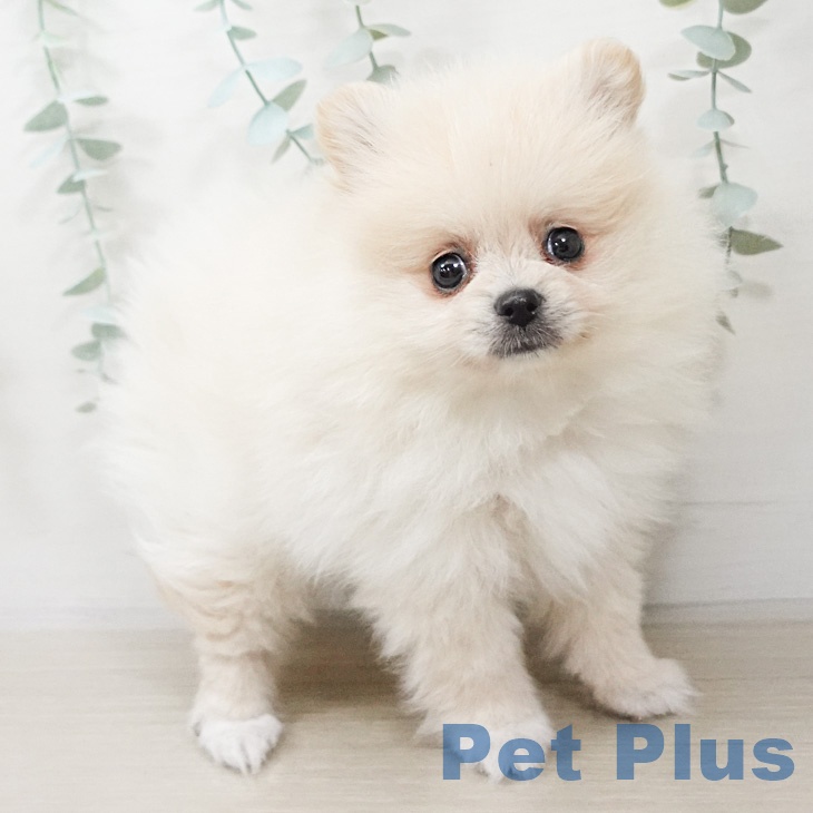 ポメラニアンの写真2