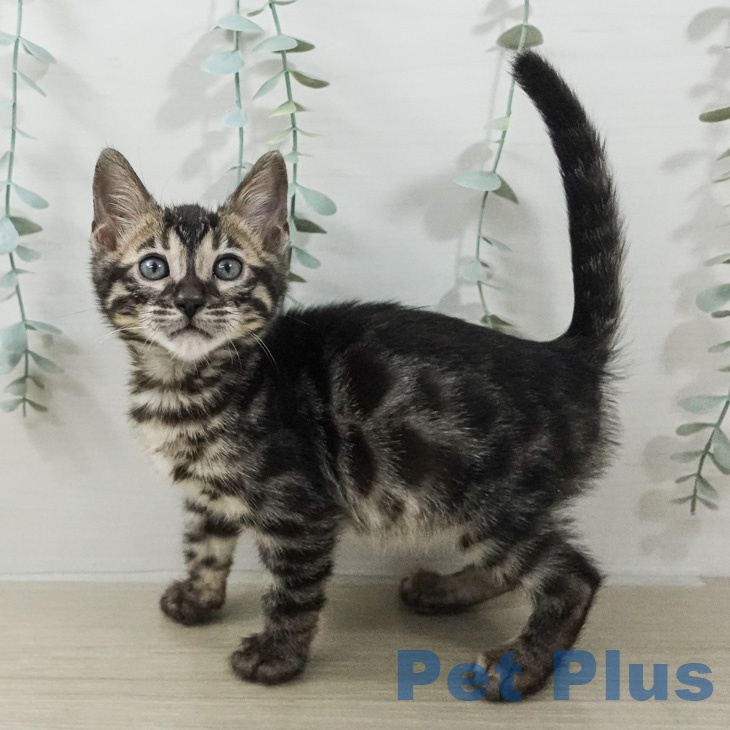 神奈川県のベンガル (ペットプラス モザイクモール港北店/2026年2月13日生まれ/男の子/ブラックチャコールスポテッドタビー)の子猫の1枚目の画像