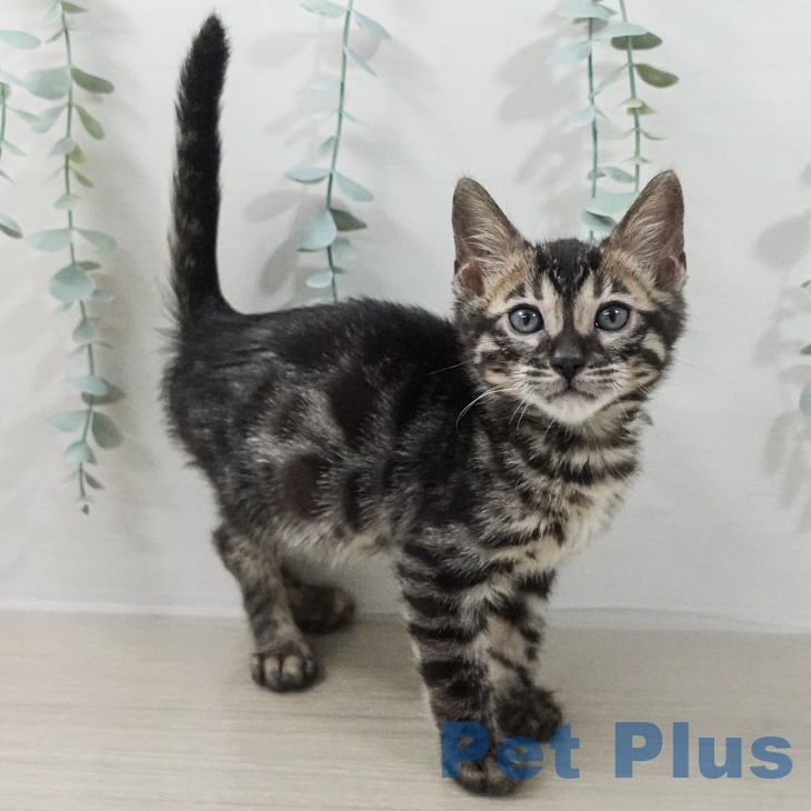 神奈川県のベンガル (ペットプラス モザイクモール港北店/2026年2月13日生まれ/男の子/ブラックチャコールスポテッドタビー)の子猫の2枚目の画像