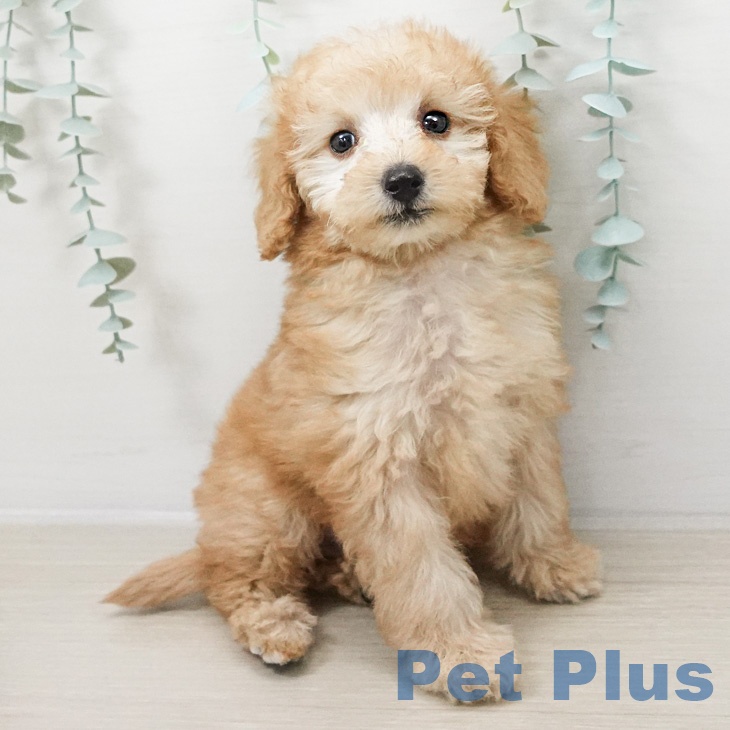 長野県のトイプードル(トイ) (ペットプラス 長野店/2026年2月18日生まれ/男の子/クリーム)の子犬